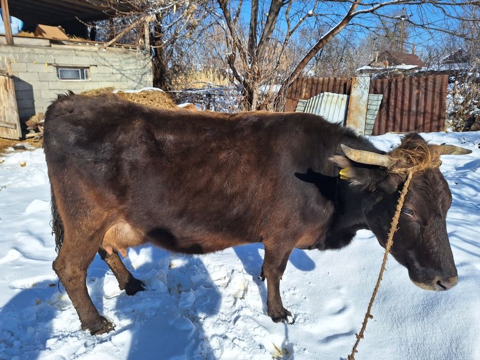 Продам две коровы