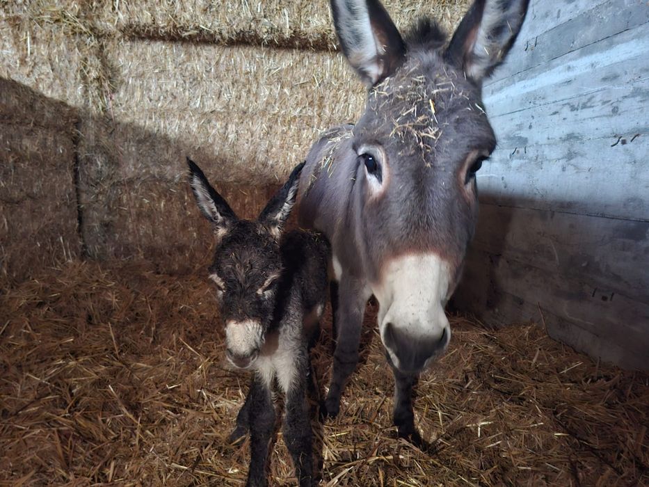 Lapte de magarita Bucuresti-Teleorman