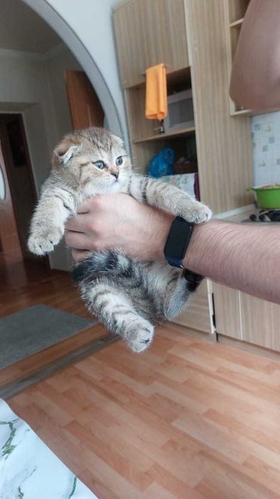 Вислоухие шотландцы