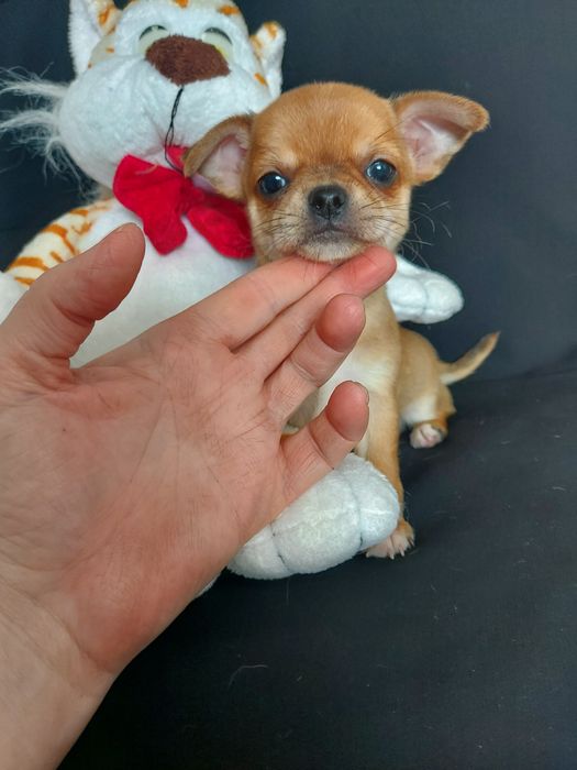 Продаю щенков чихуахуа