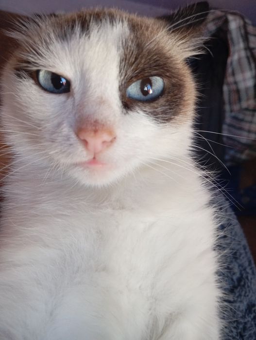 Кот кошка котенок