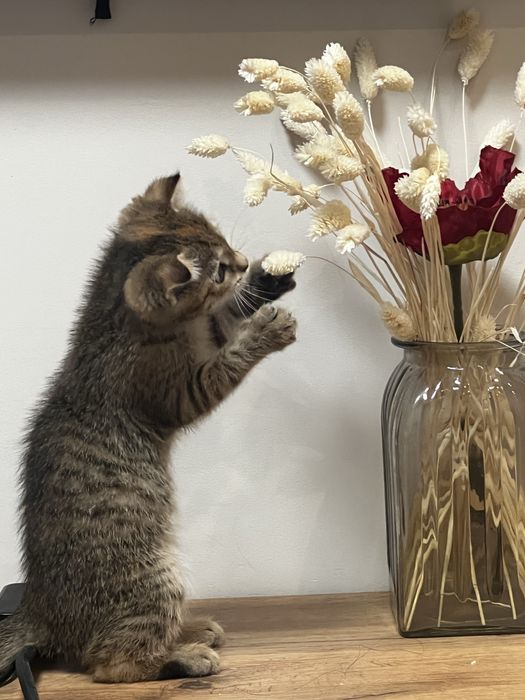 Очень смешная ласковая кошка в добрые руки