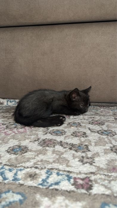 Отдаем котенка в хорошие руки