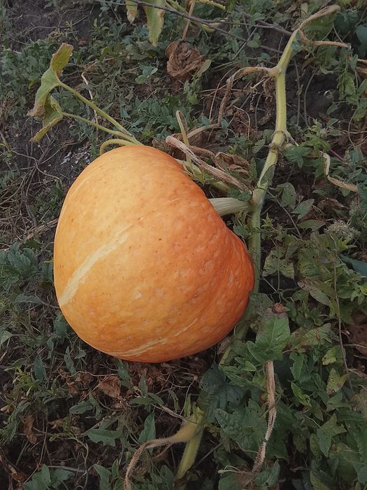 Продам тыкву этого сезона