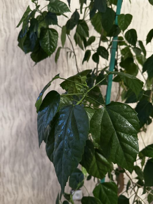 Продам китайскую розу