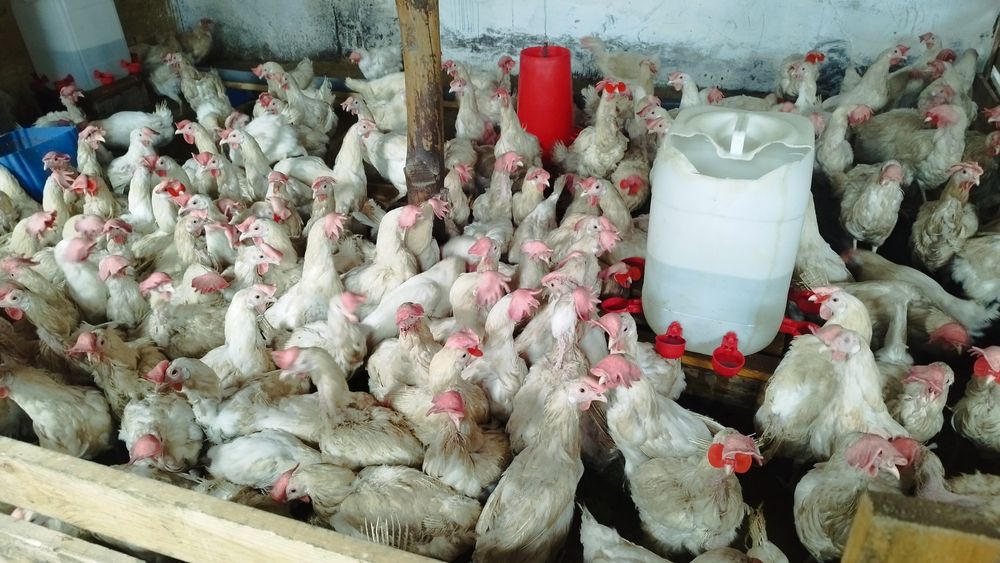 Продам молодых кур-несушек (9 месяцев).