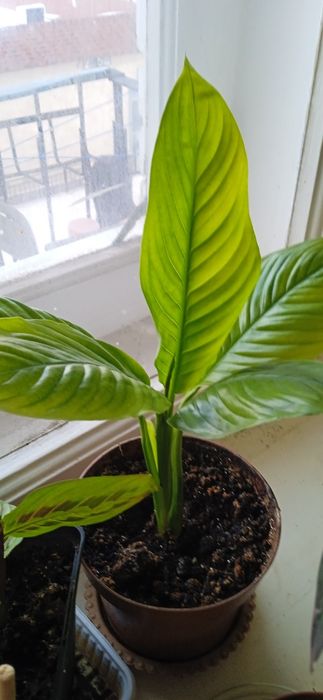 Комнатные растения