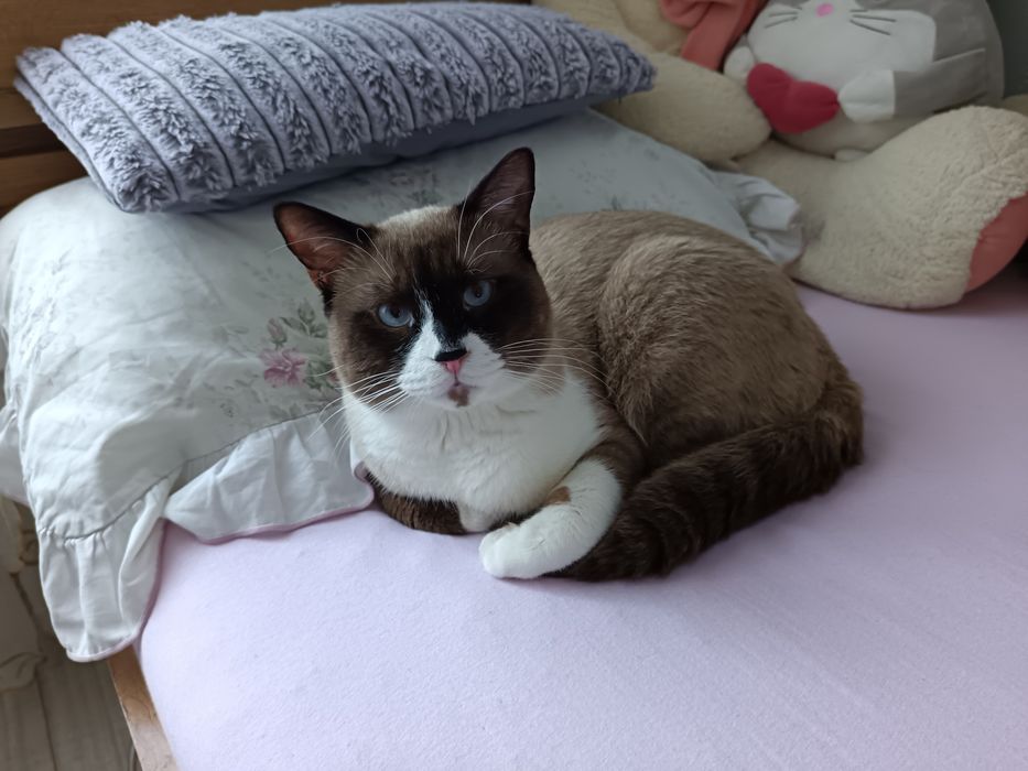 Donez pisicuță în vârstă de un an