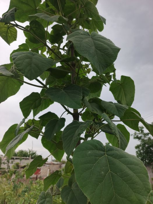 Продаются деревья. Павлонии.