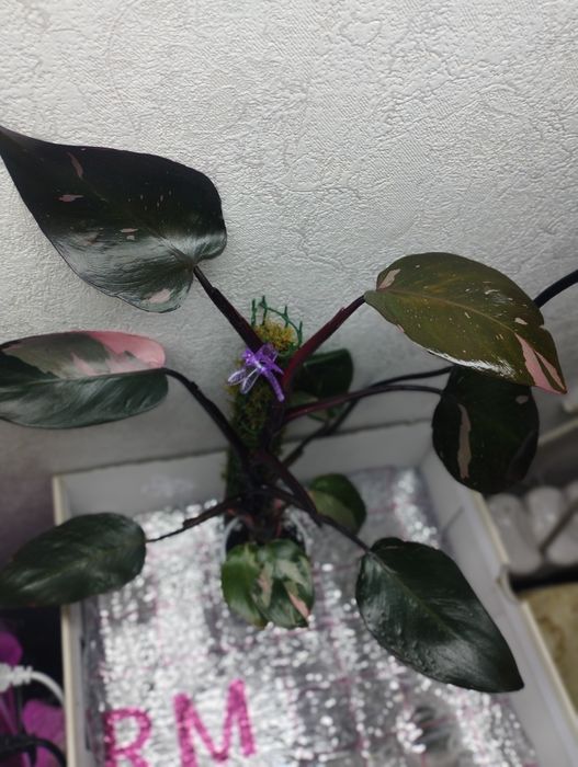 Продам филодендрон розовая принцесса