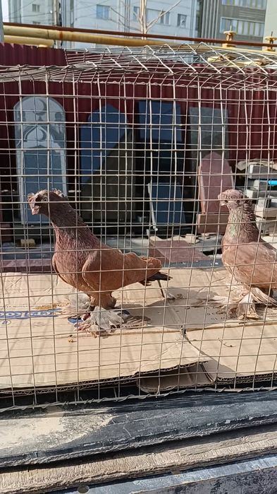 Голуби красные двухчубые