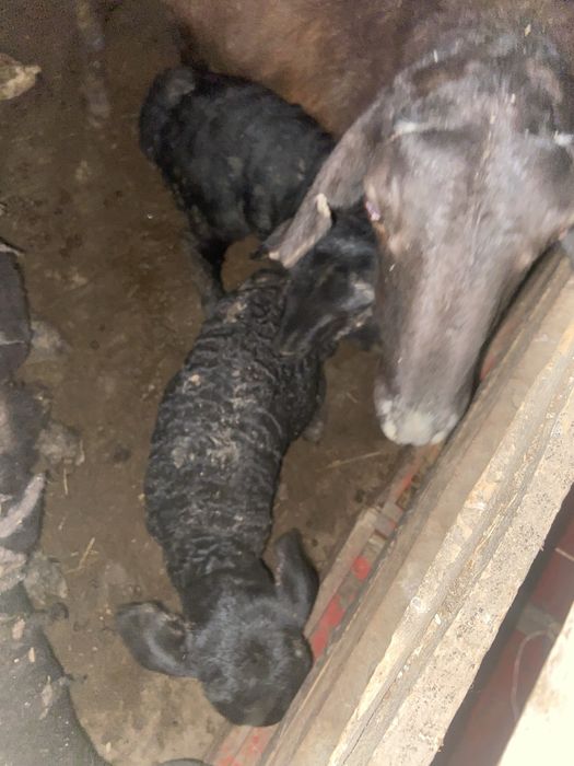 Қозылар сатылады.