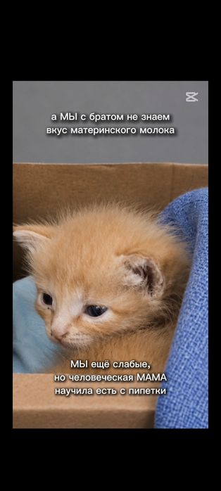 Отдам в хорошие руки