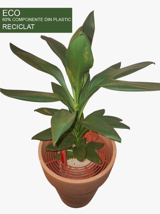 Planta verde, Spatifilum, Cordyline, Calathea  , Clusia, ECO hi