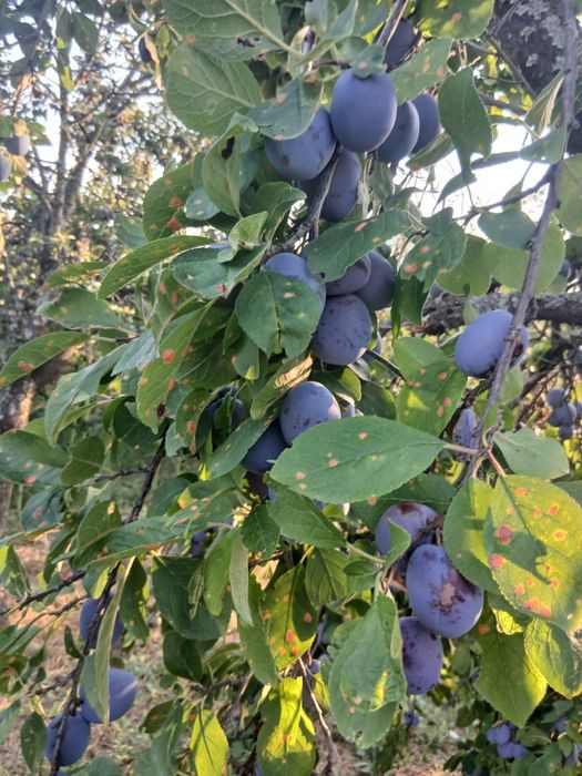 Vând prune de calitate gustoase, nestropite 
Preț 2 lei negociabil