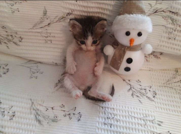 Котёнок в добрые и ответственные руки.