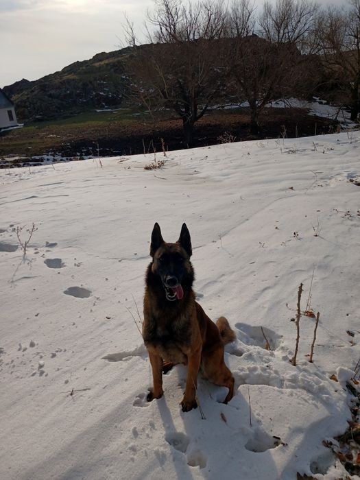 бельгийский овчарка Малинуа