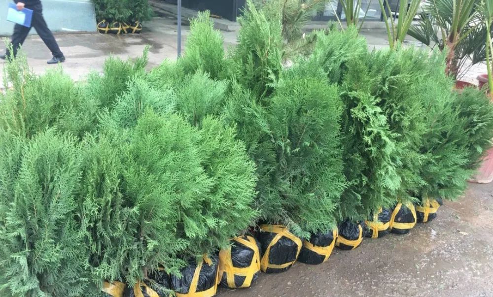 Gazon. Archa. Fantan. Landshaft. Dizayn.