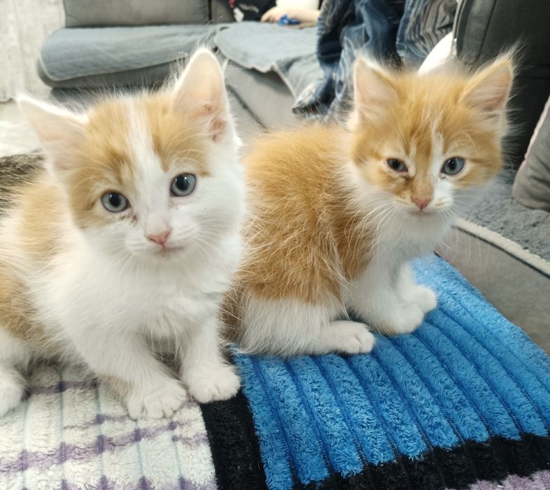 Отдаём котят в добрые руки