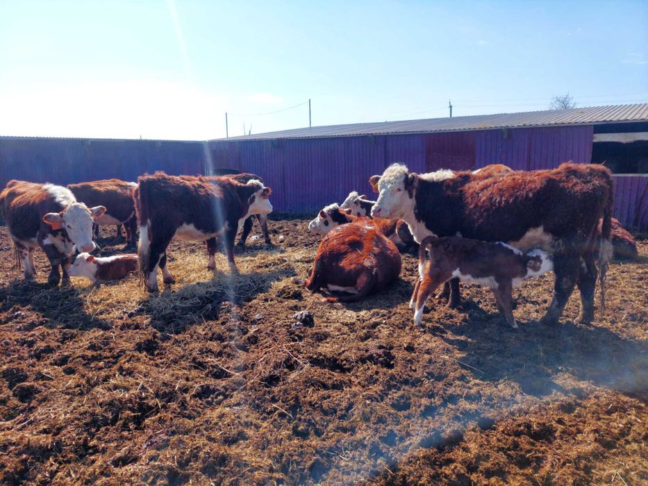 Продам племенных коров с телятами.