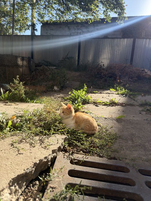 милые котята бесплатно