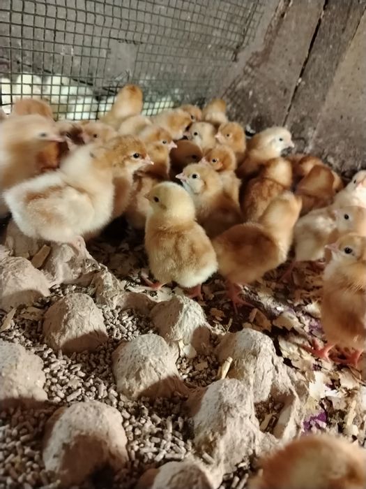Ломан браун суточные курочки