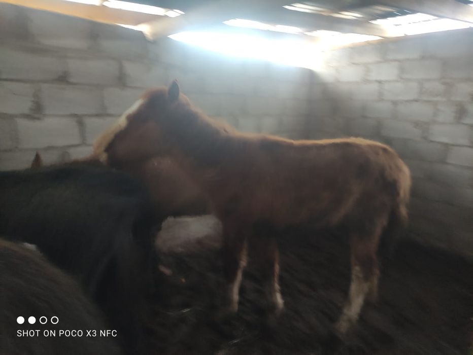 Лошади тай жабагы