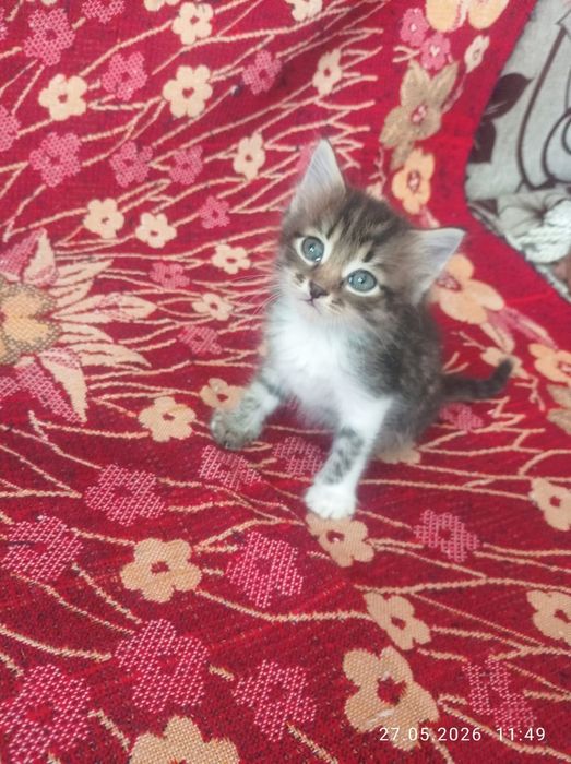 Отдам в добрые руки