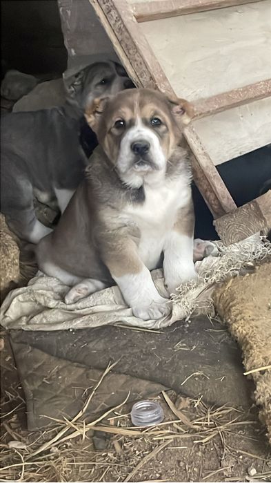 Алабай күшіктер сатылады