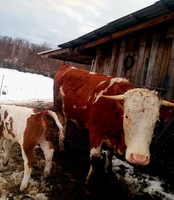 Jurinca baltata românească cu vițel