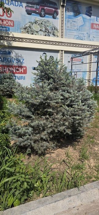 Серебристый елка. Цена 200$