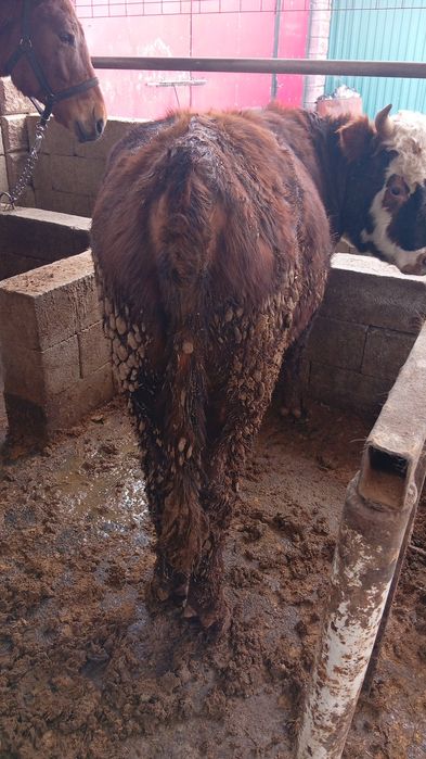 Продаются бычки.1,5года