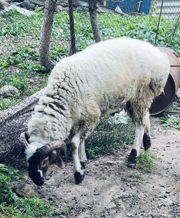 Продам.  кошкара