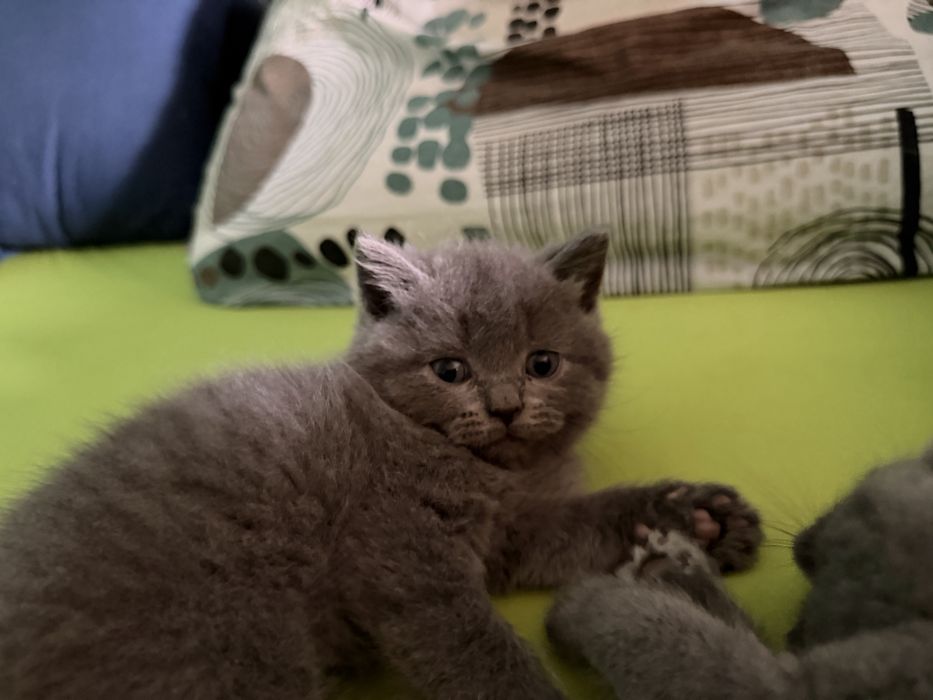 Британски късокосмести котета