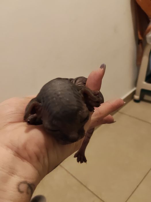 Sphinx Imperial Persan