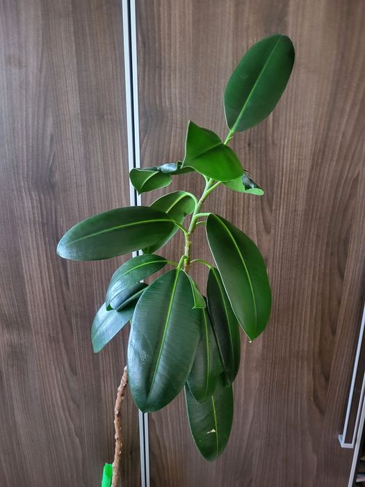 Продам фикус высокий