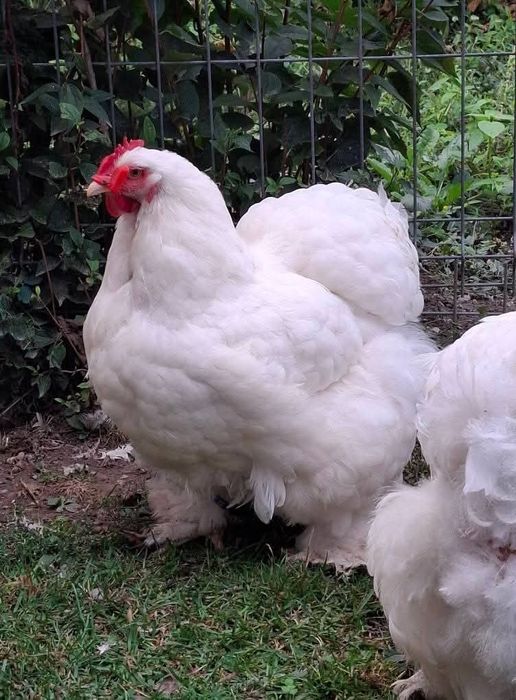 Familie cochinchina urias alb TRANSPORT GRATUIT