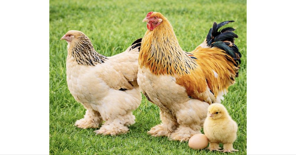 Цыплята Палевой Брамы