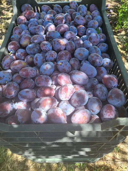 Vand din livada proprie,prune mari gustoase,pentru consum,compot magiun