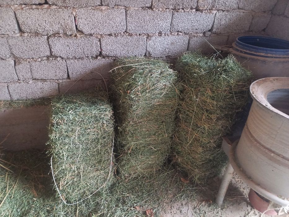 Сабан бар шашылган 15 престей