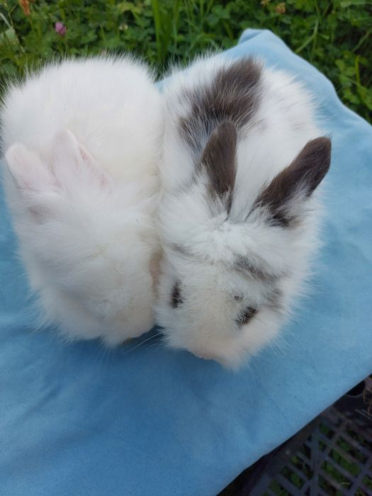 Iepuri pitici teddy,pui 7 saptamani