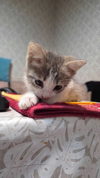 Mushukcha 1.5 oylik tekinga