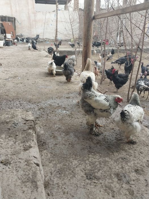 Кора шахзода жужалари