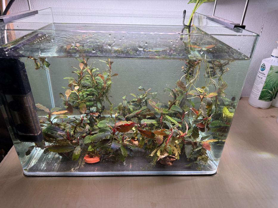 Plante acvariu bucephalandra