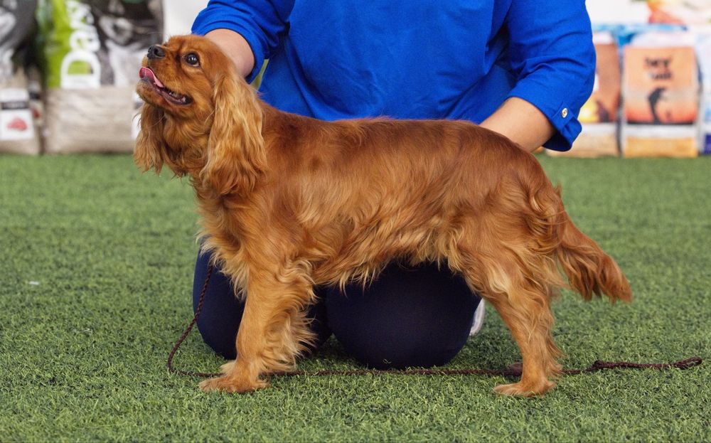 Кавалер Кинг Чарльз Спаниель