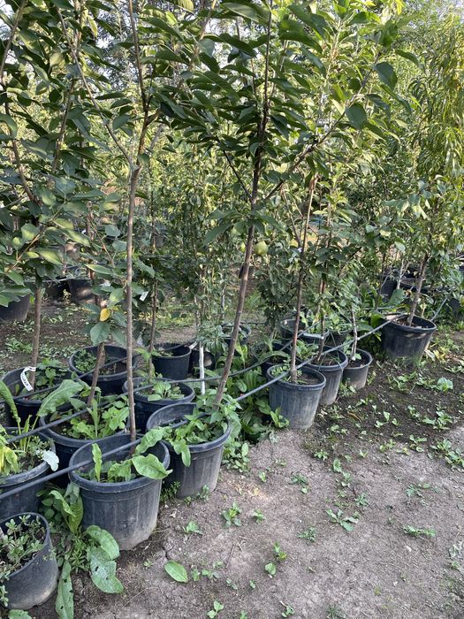 Pomi la ghiveci pe rod