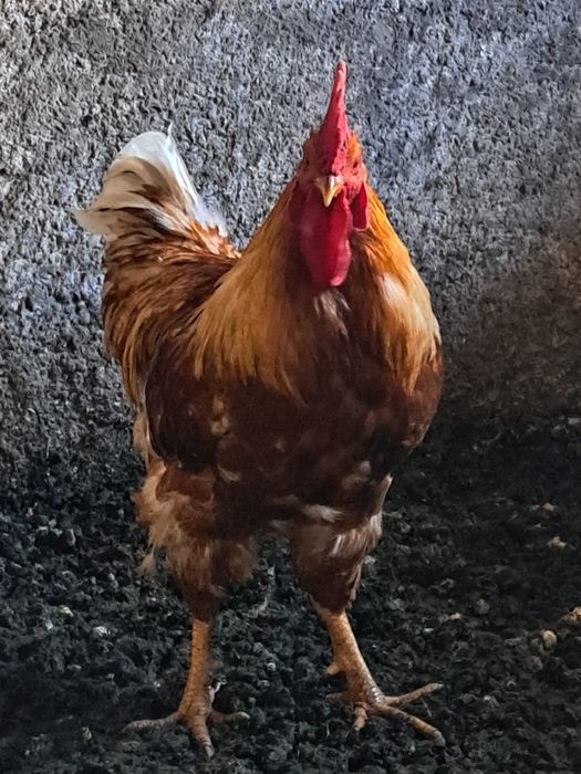 Cocosi crescuti la tara