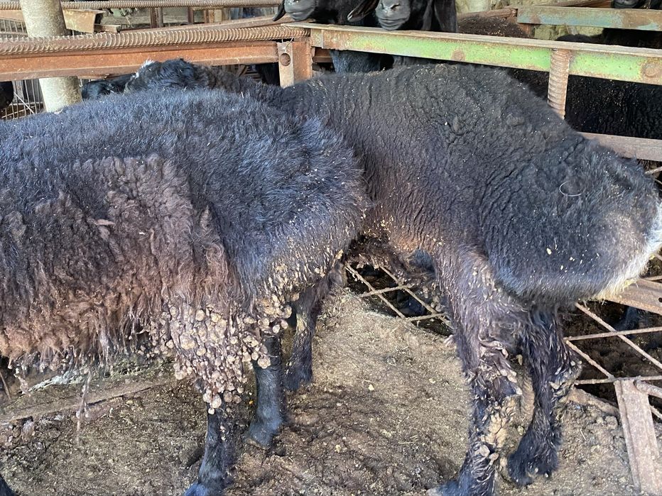 Кой чорвачилик, ОПТОМ.