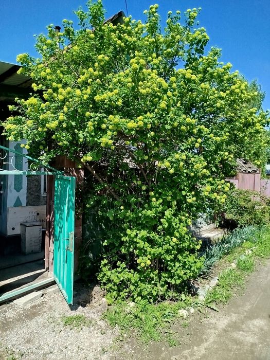 Продам бульданежь на подходе