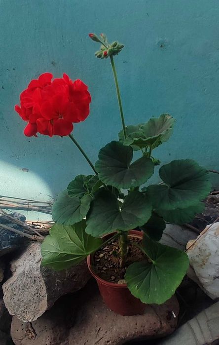 Герань (пеларгония) продам